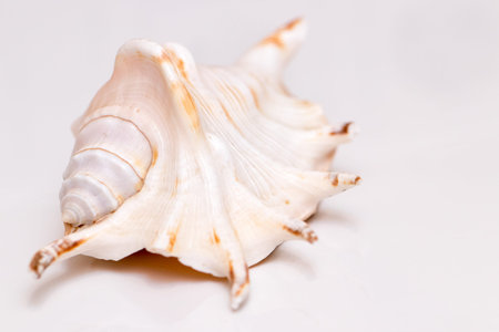 Ð¡loseup of a seashellの写真素材