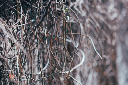 Naked tree branches close up の写真素材