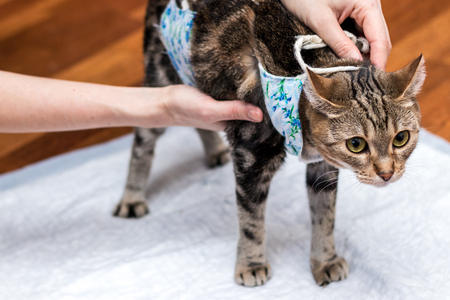 pet owner holds cat after surgeryの写真素材