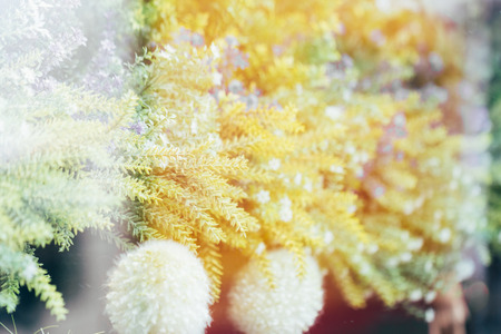 Close-up of storefront with coniferous treeの写真素材