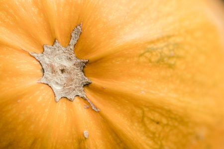 Close up view of a pumpkinの写真素材