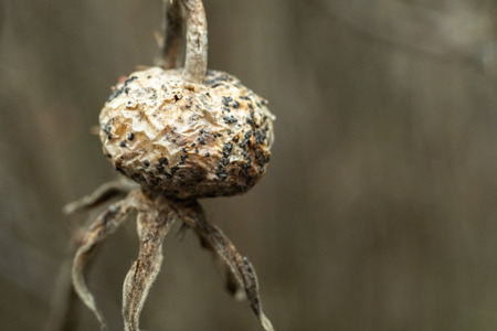 Close up of dried dead rose on a gloomy day. Dead nature.の写真素材