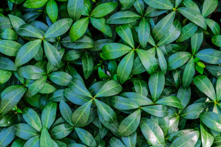 Raw green organic basilic leaves background