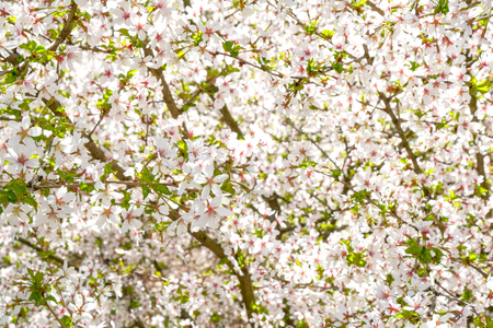 Many Cherry blossom flowers close-up backgroundの写真素材