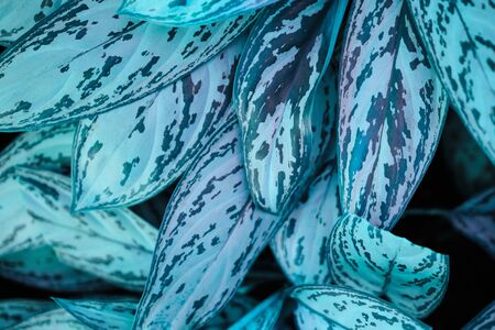 Classic blue Leaf bush in trendy colors 2020. Close up.の写真素材