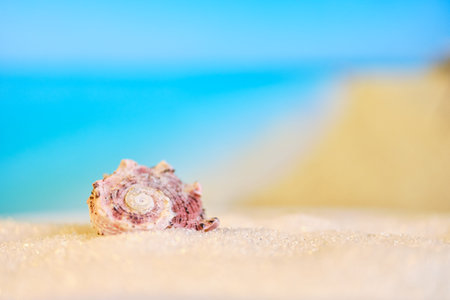 A seashell lies on the sand against the background of a blurry beautiful beach. Close up. Copy...