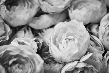 A bouquet of beautiful peonies of different colors. Close up. black and white