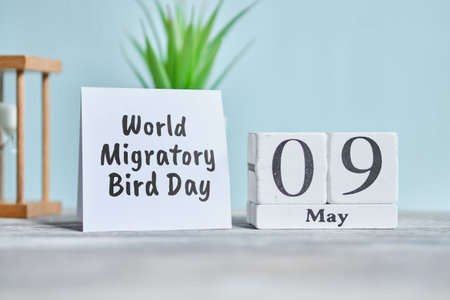 Holiday World Migratory Bird Day - 9 ninth May Month Calendar Concept on Wooden Blocks. Close up.