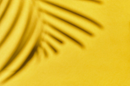 Drop shadow of a palm branch on a yellow background with copy space