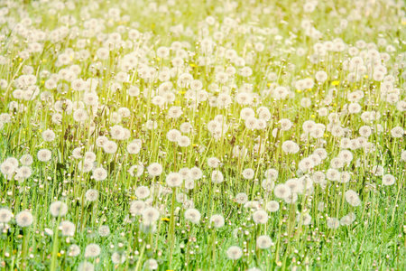 Field of numerous dandelions in the summer. Toned.の写真素材