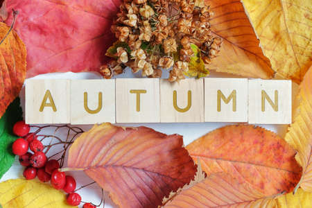 Autumn concept on wooden cubes and dry leaves.の写真素材