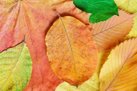 Background of autumn dry leaves in yellow and orange colors.