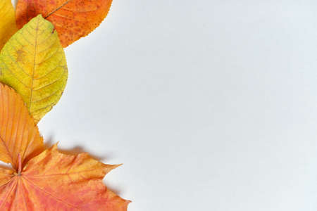 Autumn Concept with copy space and dry leaves on a wooden table.の写真素材