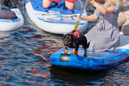 RUSSIA, ST.PETERSBURG - August 8, 2020: Domestic dog stands on sup surfing in summer.のeditorial素材