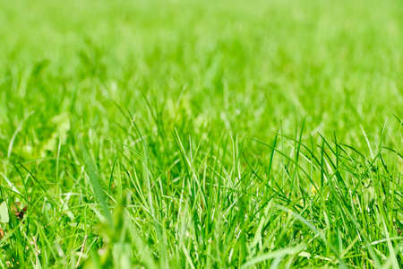 Summer background of fresh blooming green grass.の写真素材