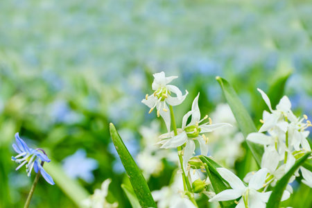 White little flowers on blurred grass background.