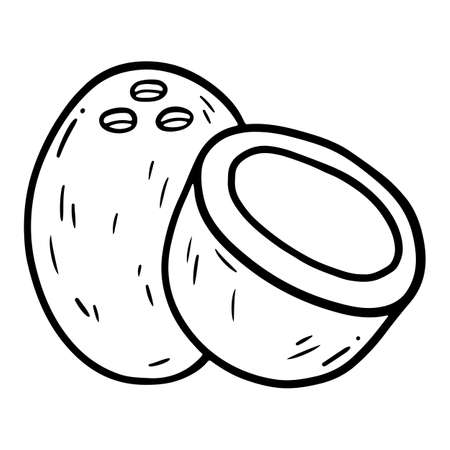 hand drawn sketch coconut in doodle styleのイラスト素材
