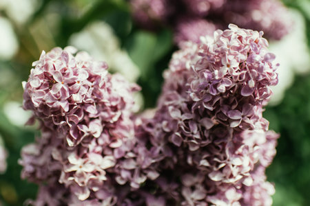 Blooming lilac bushes in summer outside during the day
