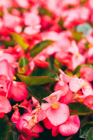 Background of a large number of begonia flowers blooming in the street.の写真素材