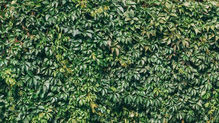 big wall of leaves as a background on a sunny day.の写真素材