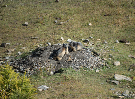 Marmots in love play near a burrow on a sunny day