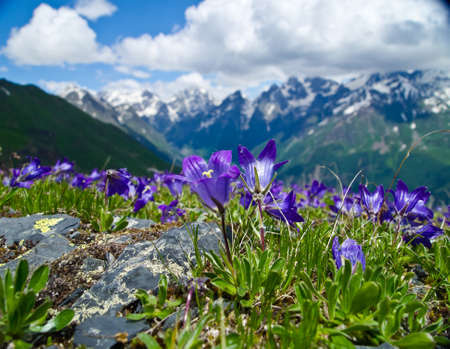 blue and lilac flowers (crocuses), against the backdrop of Georgian mountains and a cloudy sky. Svaneti. Georgiaの写真素材