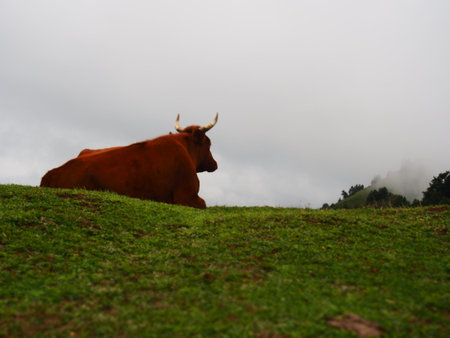 The bull is resting against the background of mountains, cloudy sky, fog. Svaneti. Georgia