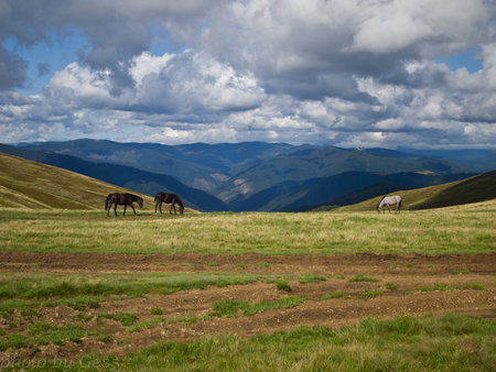 Horses walk along the mountain slope against the backdrop of a cloudy sky and mountains