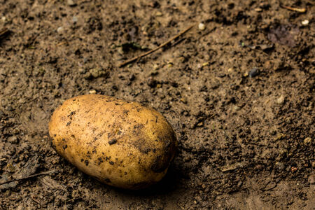 Potato in the fieldの写真素材