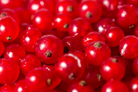 Fresh red currants backgroundの写真素材