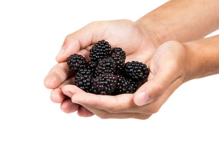 Handful of blackberriesの写真素材