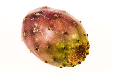 Prickly pear isolatedの写真素材