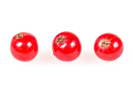 Red currants isolated on white backgroundの写真素材