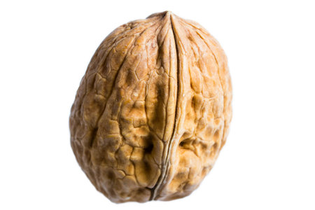 Dried walnut isolatedの写真素材