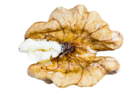Kernel walnut isolated on the white background closeup