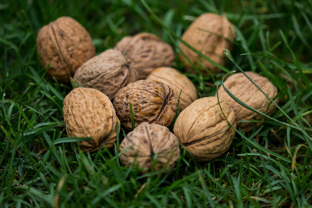 Walnuts on a grass lawnの写真素材