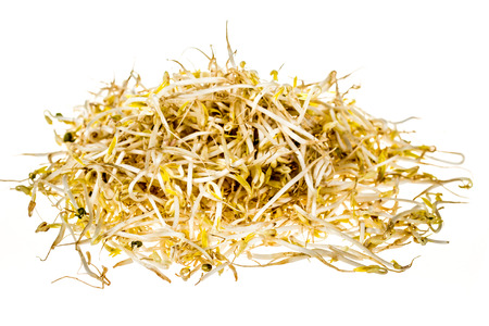 Bean sprouts on white backgroundの写真素材