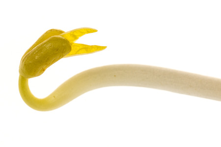 Close up bean sprout on white backgroundの写真素材