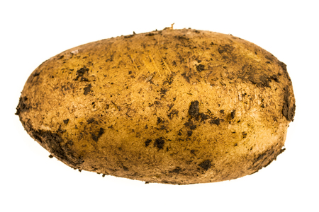 Dirty potato ground freshly picked from the fieldの写真素材