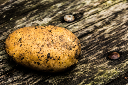 Potato on a rustic wooden benchの写真素材