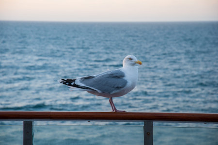 Seagull sitting on a guardrail on a ferryの写真素材