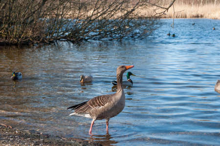 goose on the coast of a lakeの写真素材