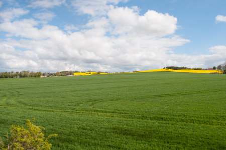 Danish field in the countrysideの写真素材