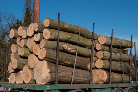 Tree logs on a trailerの写真素材