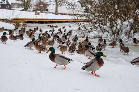 Mallard ducks in the snow on a winter dayの写真素材