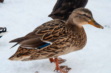 Mallard duck in the snow on a winter dayの写真素材