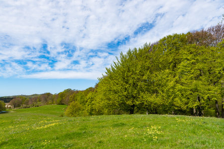 Field and forest on island of Moen in Denmarkの写真素材