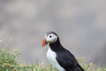Puffin in the beautiful countryside nature of Hafnarholmi in Borgarfjordur Eystri in east Icelandの写真素材