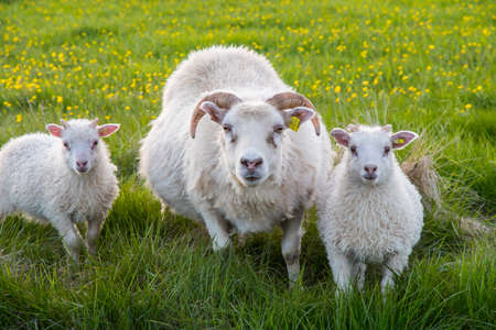 Sheep with lamb on the countryside of Icelandの写真素材