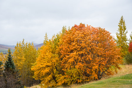 beautiful tree on a fall dayの写真素材